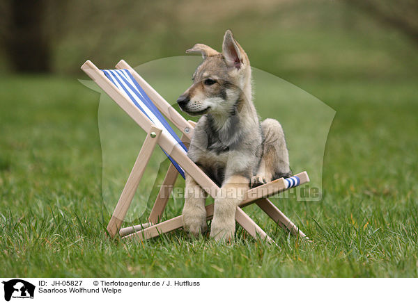 Saarloos Wolfhund Welpe / JH-05827