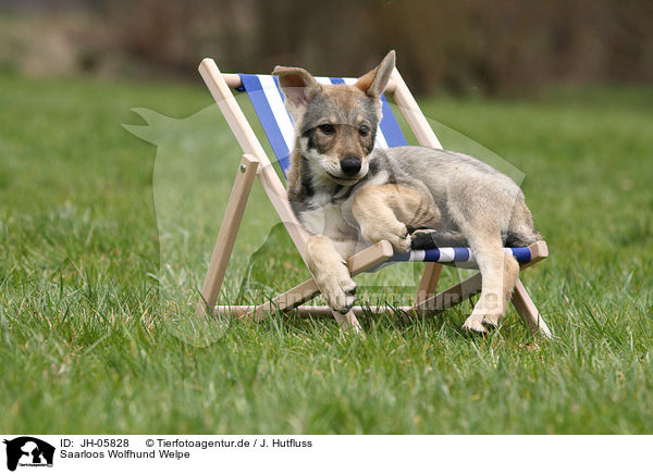 Saarloos Wolfhund Welpe / JH-05828