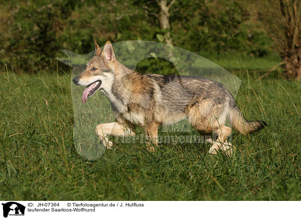 laufender Saarloos-Wolfhund / walking Saarloos-Wolfhond / JH-07364