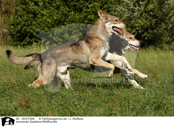 rennende Saarloos-Wolfhunde / JH-07366