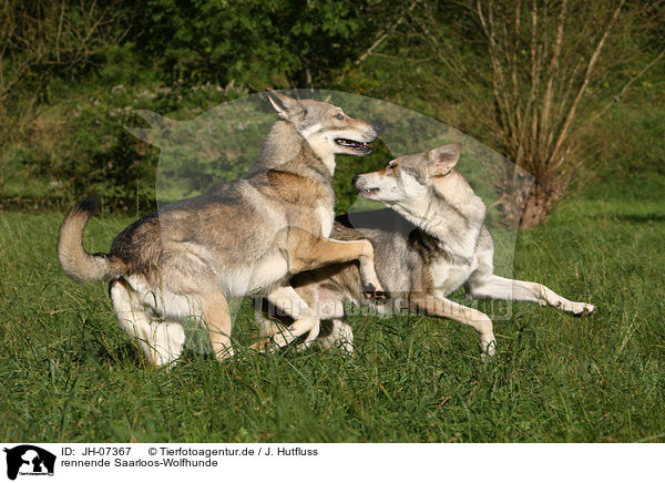 rennende Saarloos-Wolfhunde / running Saarloos-Wolfhonds / JH-07367