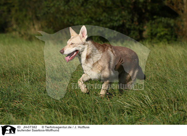 laufender Saarloos-Wolfhund / walking Saarloos-Wolfhond / JH-07382