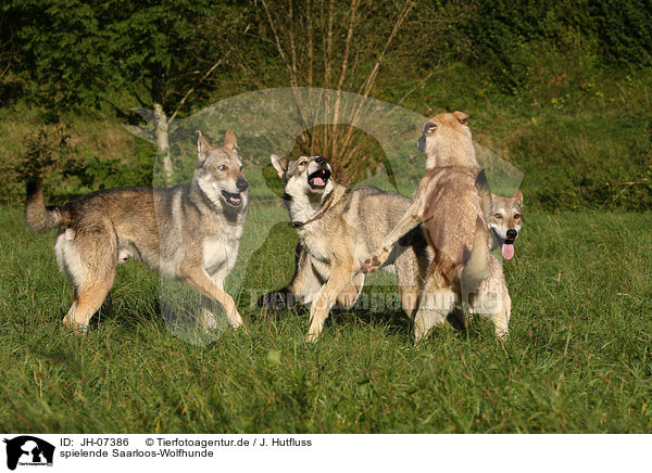 spielende Saarloos-Wolfhunde / playing Saarloos-Wolfhonds / JH-07386
