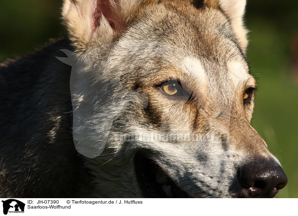 Saarloos-Wolfhund / Saarloos-Wolfhond / JH-07390