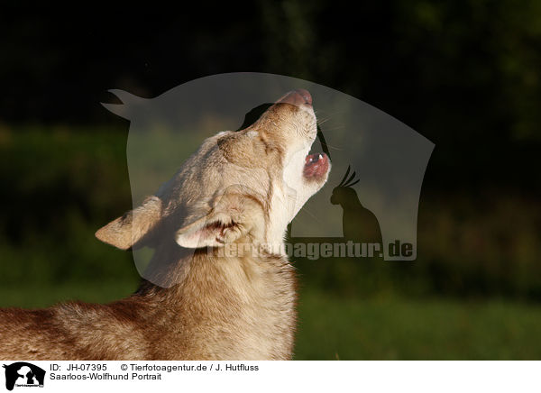 Saarloos-Wolfhund Portrait / Saarloos-Wolfhond portrait / JH-07395