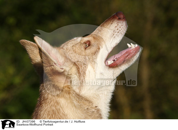 Saarloos-Wolfhund Portrait / JH-07396