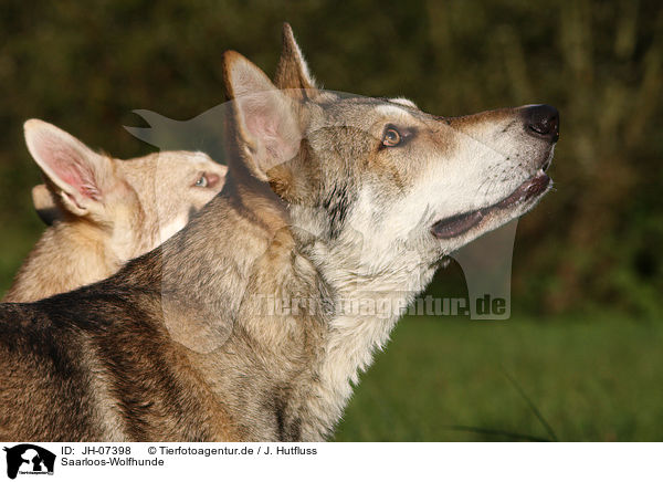 Saarloos-Wolfhunde / JH-07398