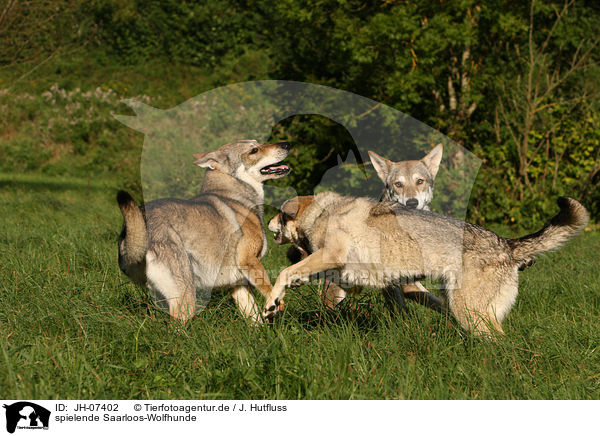 spielende Saarloos-Wolfhunde / playing Saarloos-Wolfhonds / JH-07402