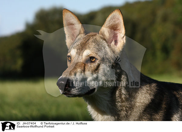Saarloos-Wolfhund Portrait / Saarloos-Wolfhond portrait / JH-07404
