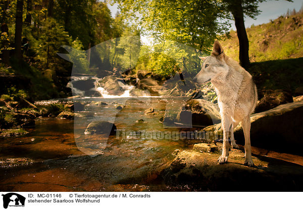 stehender Saarloos Wolfshund / standing Saarloos Wolfhound / MC-01146