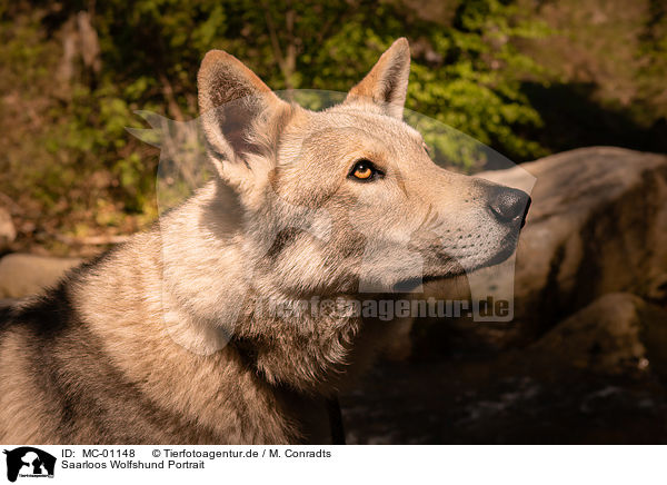 Saarloos Wolfshund Portrait / Saarloos Wolfhound portrait / MC-01148