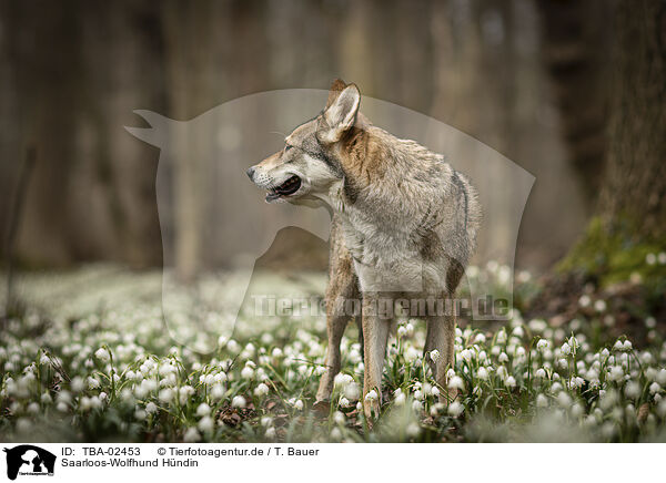 Saarloos-Wolfhund Hndin / TBA-02453