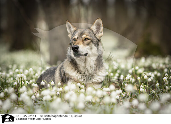 Saarloos-Wolfhund Hndin / TBA-02454