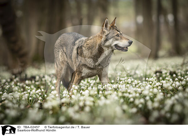 Saarloos-Wolfhund Hndin / TBA-02457
