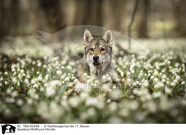 Saarloos-Wolfhund Hndin / female Saarloos Wolfhound / TBA-02458