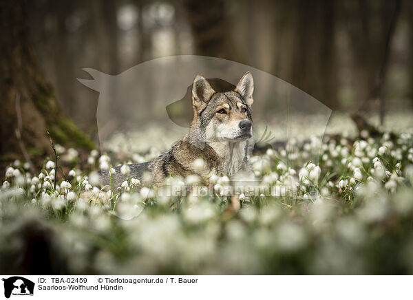 Saarloos-Wolfhund Hndin / TBA-02459