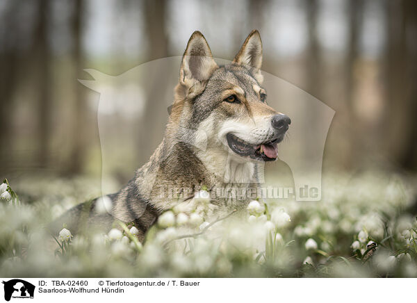 Saarloos-Wolfhund Hndin / female Saarloos Wolfhound / TBA-02460