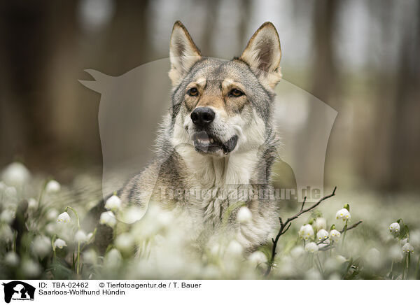 Saarloos-Wolfhund Hndin / female Saarloos Wolfhound / TBA-02462