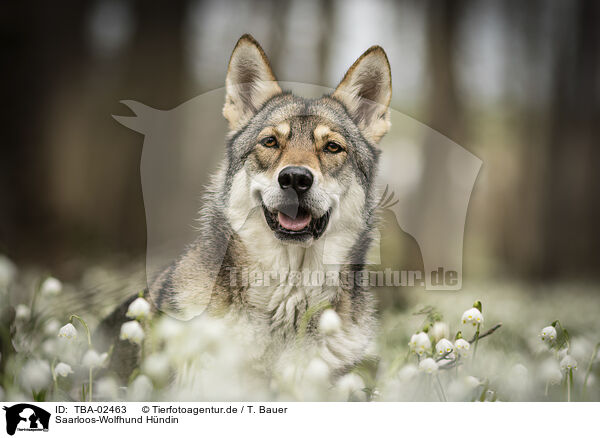 Saarloos-Wolfhund Hndin / TBA-02463