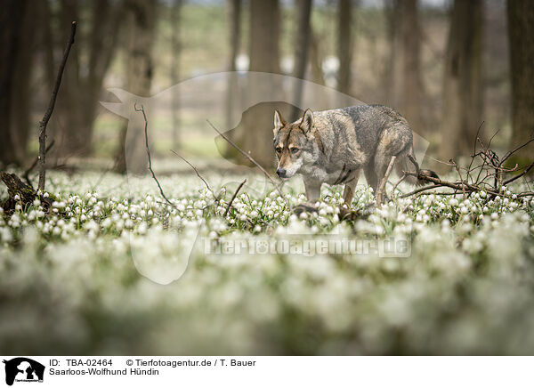 Saarloos-Wolfhund Hndin / TBA-02464