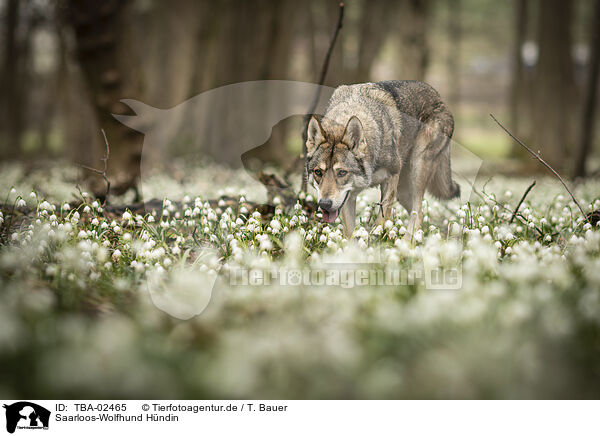 Saarloos-Wolfhund Hndin / female Saarloos Wolfhound / TBA-02465