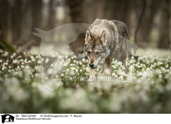 Saarloos-Wolfhund Hndin / female Saarloos Wolfhound / TBA-02466