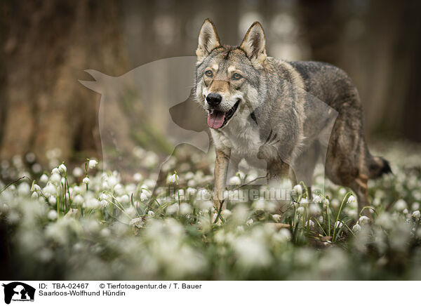 Saarloos-Wolfhund Hndin / TBA-02467
