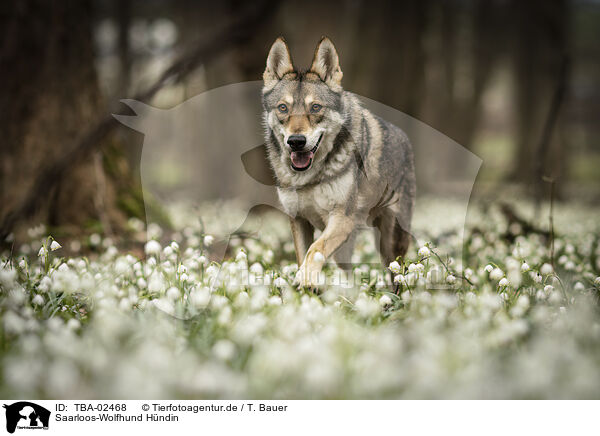 Saarloos-Wolfhund Hndin / female Saarloos Wolfhound / TBA-02468