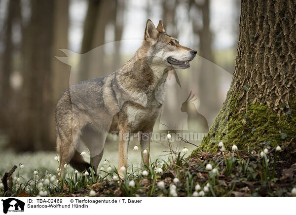 Saarloos-Wolfhund Hndin / TBA-02469