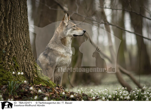 Saarloos-Wolfhund Hndin / TBA-02471