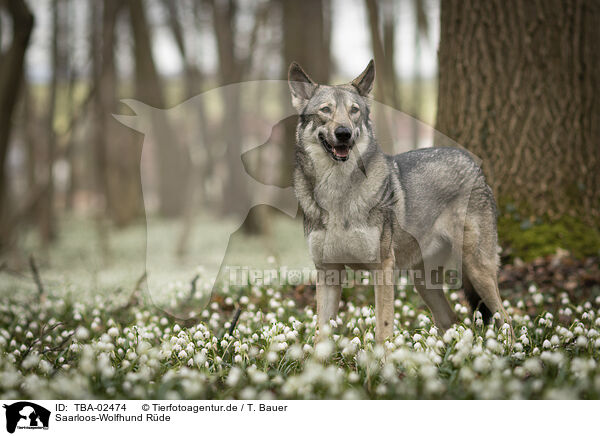Saarloos-Wolfhund Rde / male Saarloos Wolfhound / TBA-02474