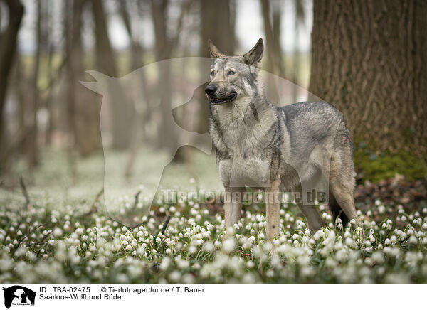 Saarloos-Wolfhund Rde / TBA-02475