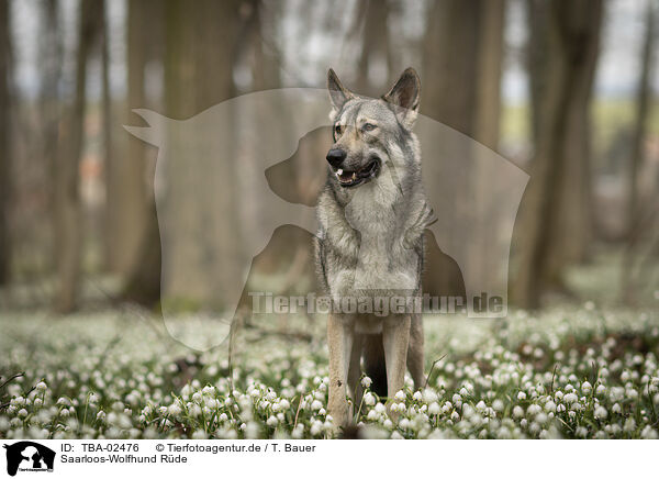 Saarloos-Wolfhund Rde / male Saarloos Wolfhound / TBA-02476