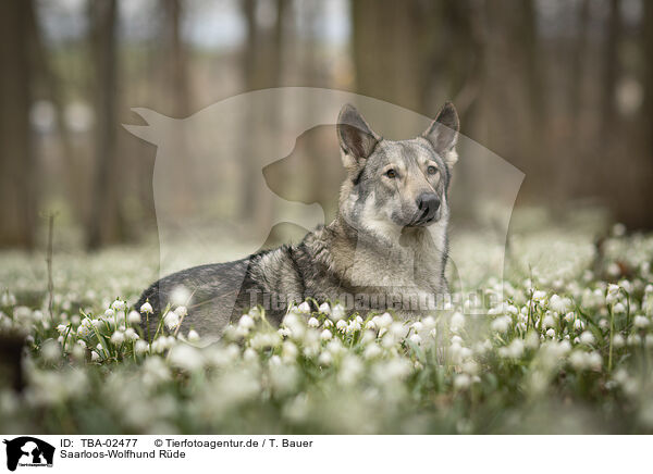 Saarloos-Wolfhund Rde / male Saarloos Wolfhound / TBA-02477