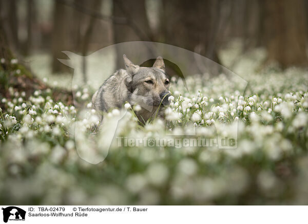 Saarloos-Wolfhund Rde / TBA-02479