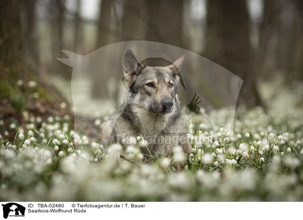 Saarloos-Wolfhund Rde / male Saarloos Wolfhound / TBA-02480