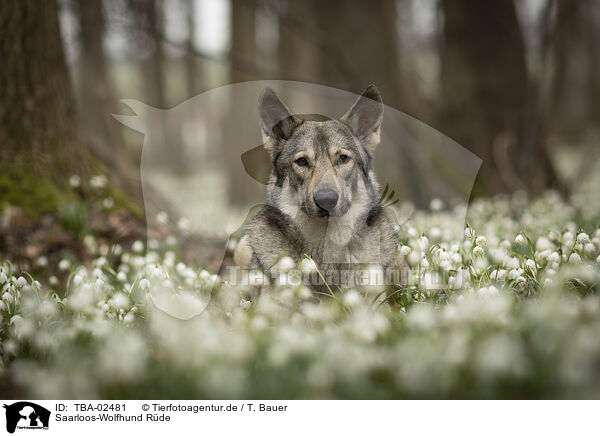 Saarloos-Wolfhund Rde / TBA-02481