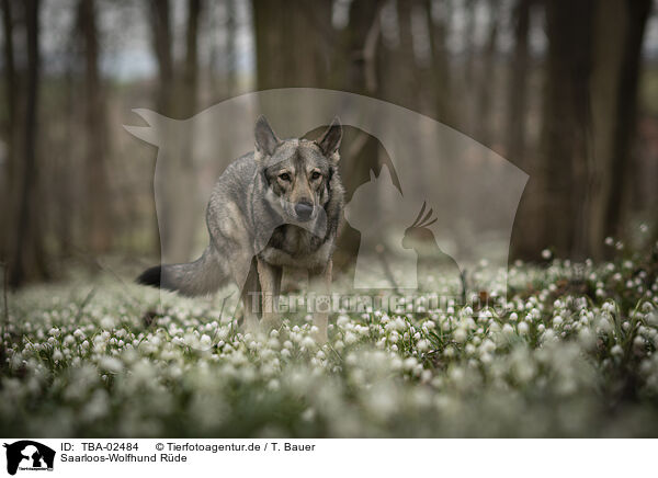 Saarloos-Wolfhund R�de / male Saarloos Wolfhound / TBA-02484