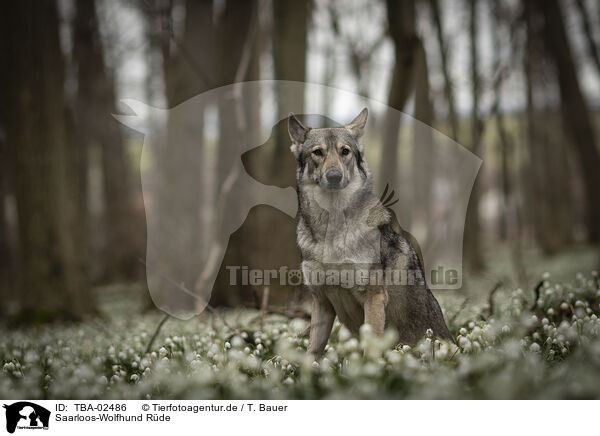Saarloos-Wolfhund Rde / male Saarloos Wolfhound / TBA-02486