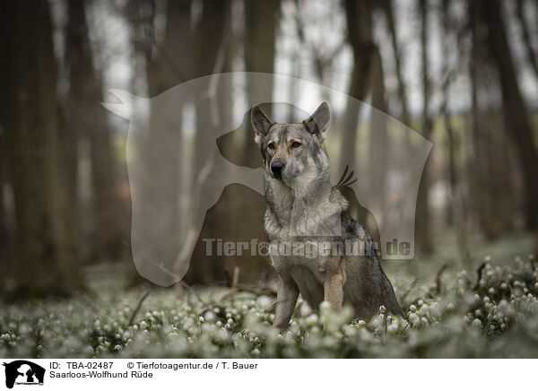 Saarloos-Wolfhund Rde / male Saarloos Wolfhound / TBA-02487