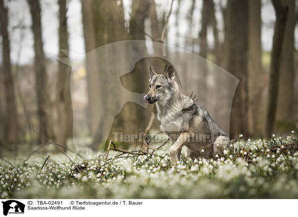 Saarloos-Wolfhund Rde / male Saarloos Wolfhound / TBA-02491