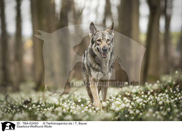 Saarloos-Wolfhund Rde / male Saarloos Wolfhound / TBA-02493