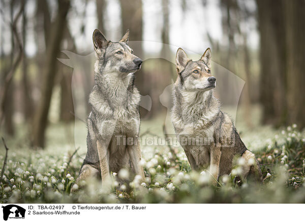 2 Saarloos-Wolfhunde / 2 Saarloos Wolfhounds / TBA-02497