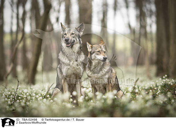 2 Saarloos-Wolfhunde / TBA-02498