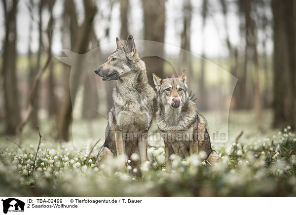 2 Saarloos-Wolfhunde / 2 Saarloos Wolfhounds / TBA-02499