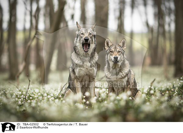2 Saarloos-Wolfhunde / 2 Saarloos Wolfhounds / TBA-02502