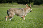 Saarloos-Wolfhund