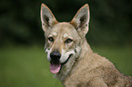 Saarloos-Wolfhund