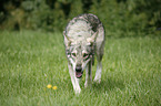 Saarloos-Wolfhund