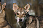 Saarloos Wolfhund